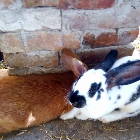 Jurtafarm Ráckeve - a nomád luxus Exterior foto