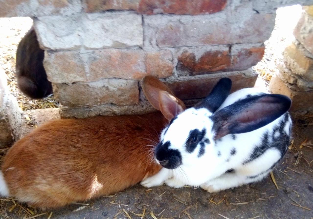 Jurtafarm Ráckeve - a nomád luxus Exterior foto