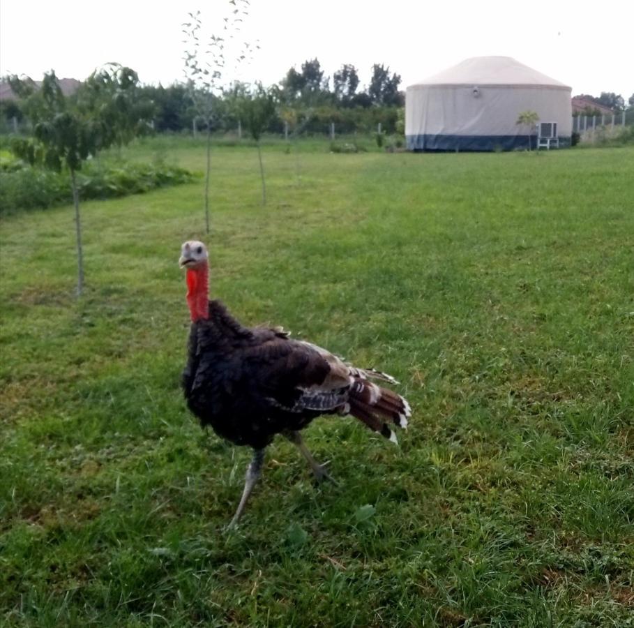 Jurtafarm Ráckeve - a nomád luxus Exterior foto